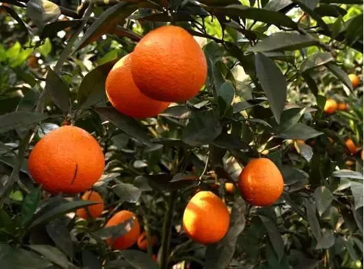 渝北统景梨橙-血橙柑