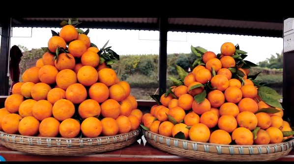 渝北统景梨橙-血橙柑