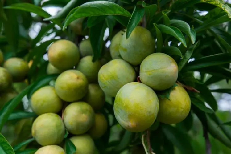 统景李子-印盒歪嘴李