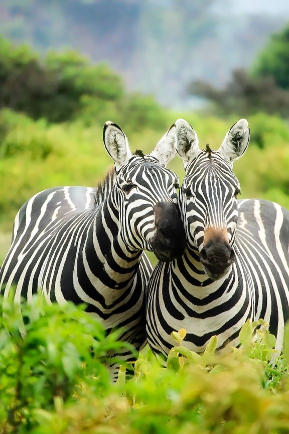 香港公开大学正式更名为香港都会大学