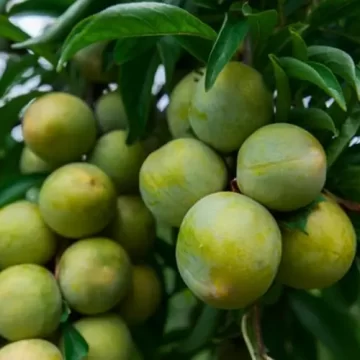 统景李子-印盒歪嘴李